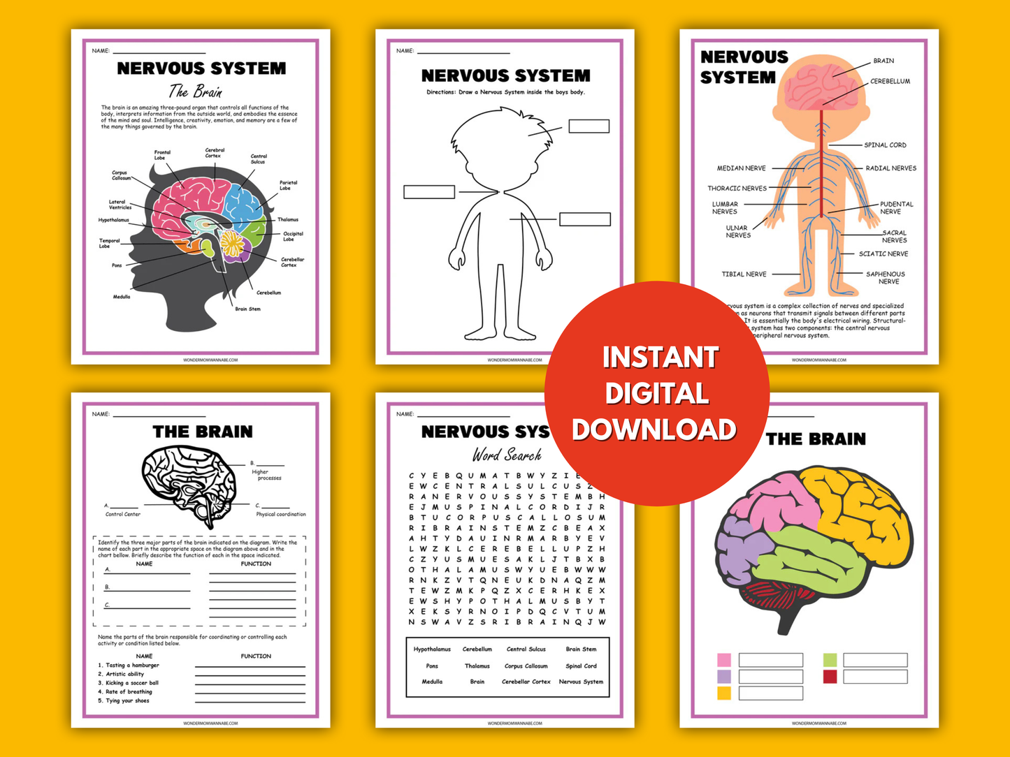 Nervous System Activity Set – Printable Brain Diagram, Word Search, Nerve Function Activities & More