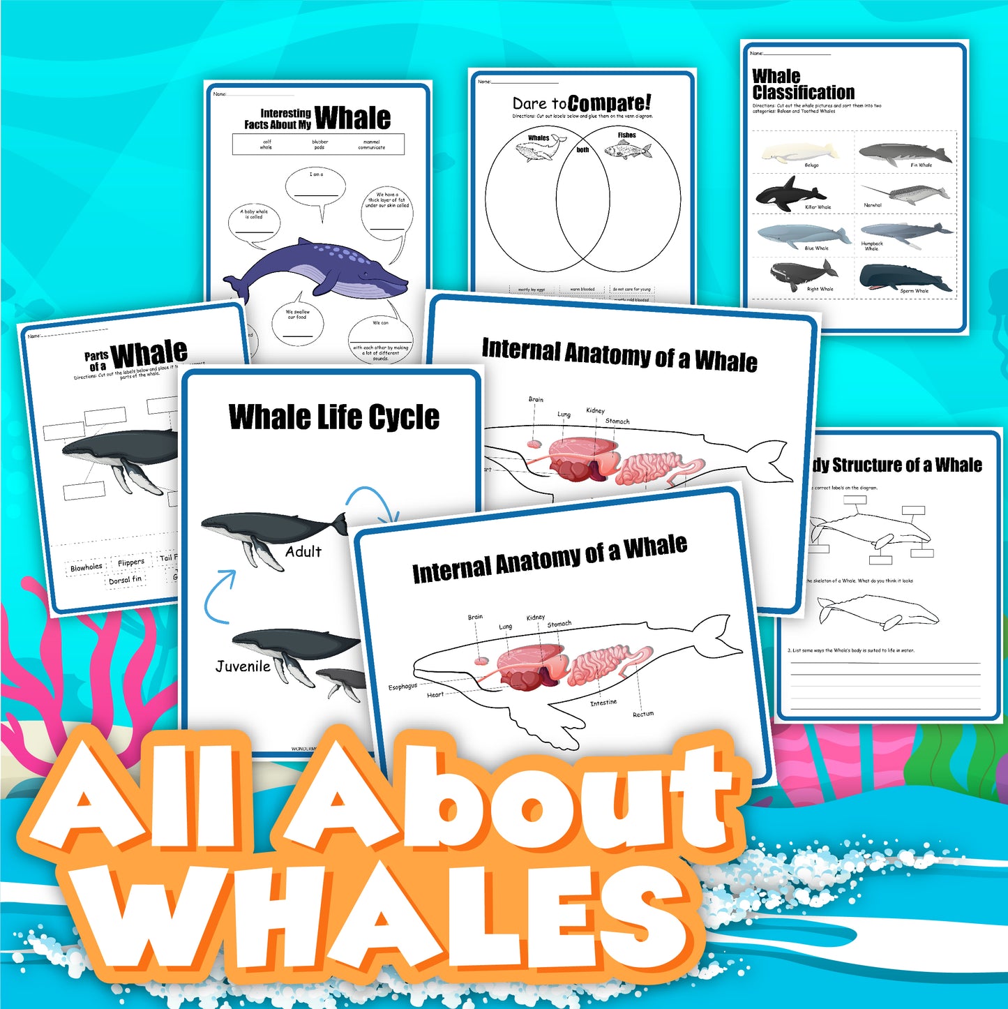 Introducing the Whale Activity Set from Wondermom Shop—a collection of educational posters that provide comprehensive information on whale parts, the whale life cycle, internal anatomy, classification, and a Venn diagram comparison. Text reads "All About Whales.