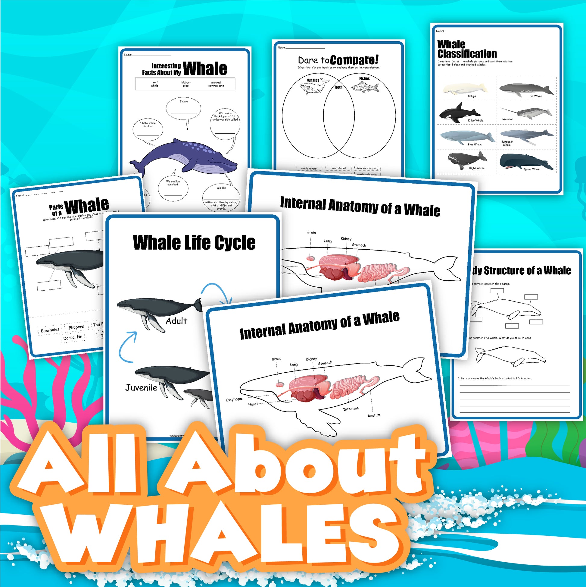 Introducing the Whale Activity Set from Wondermom Shop—a collection of educational posters that provide comprehensive information on whale parts, the whale life cycle, internal anatomy, classification, and a Venn diagram comparison. Text reads "All About Whales.