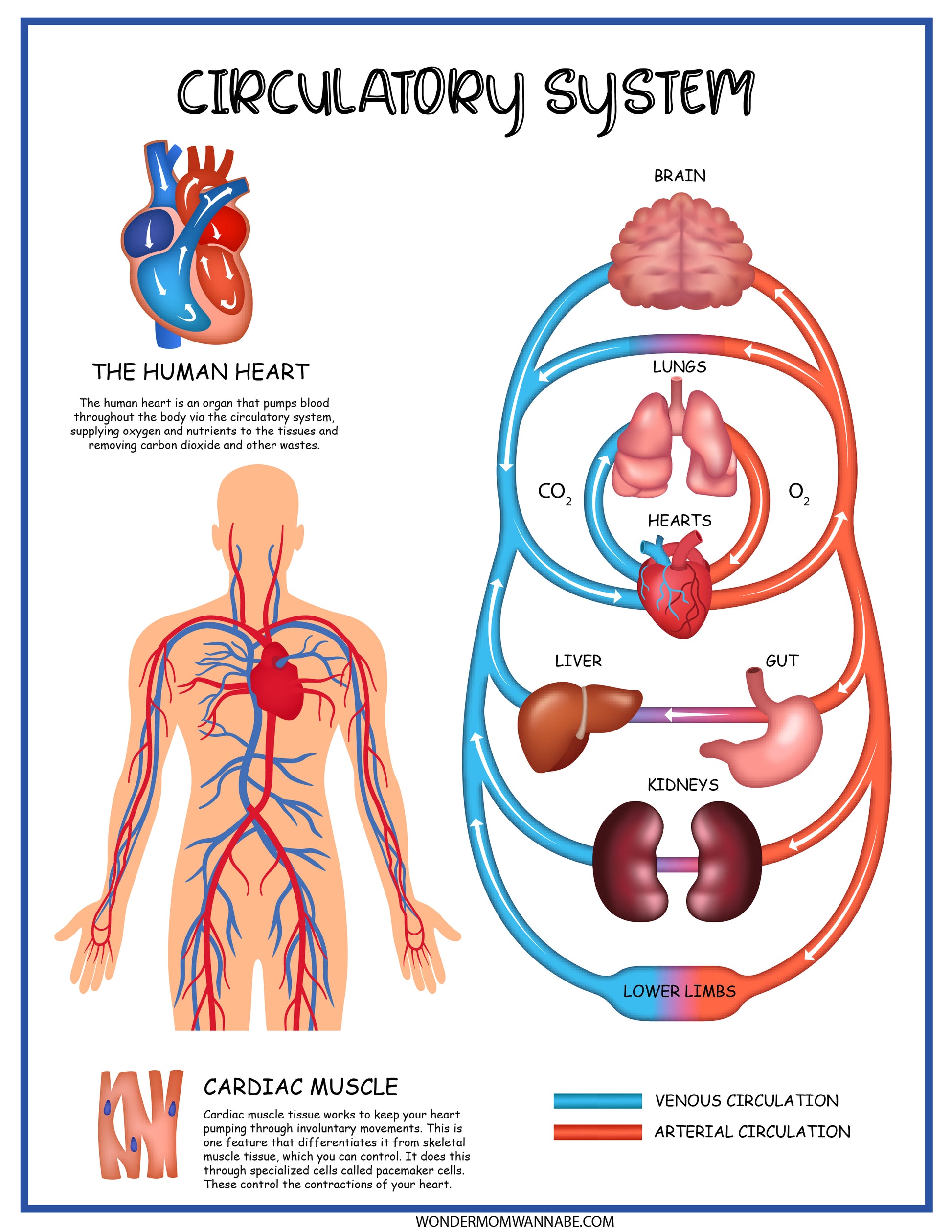 A diagram of the Wondermom Shop Circulatory System Activity Set.