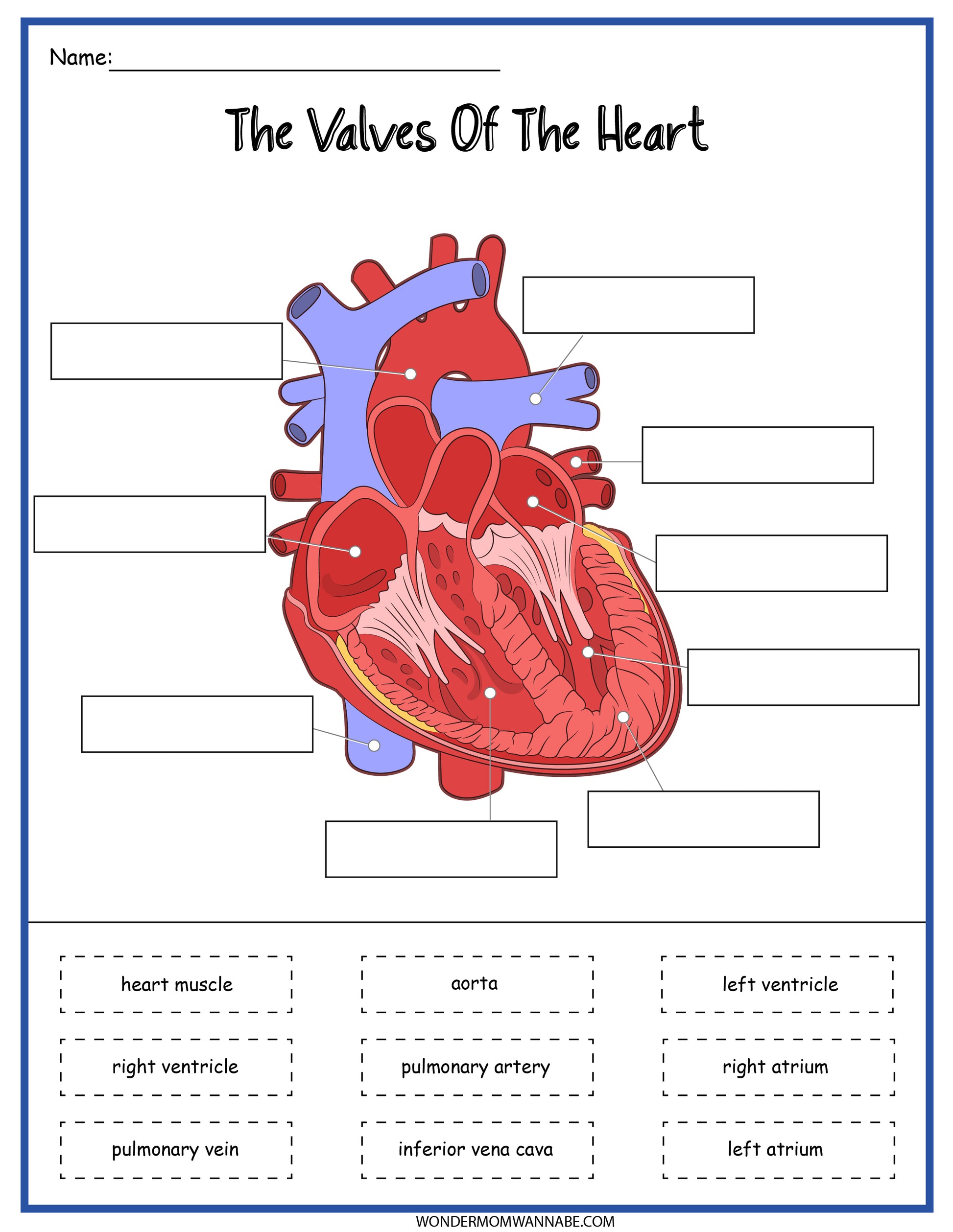 The Circulatory System Activity Set worksheet from Wondermom Shop.