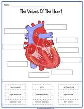 Load image into Gallery viewer, The Circulatory System Activity Set worksheet from Wondermom Shop.
