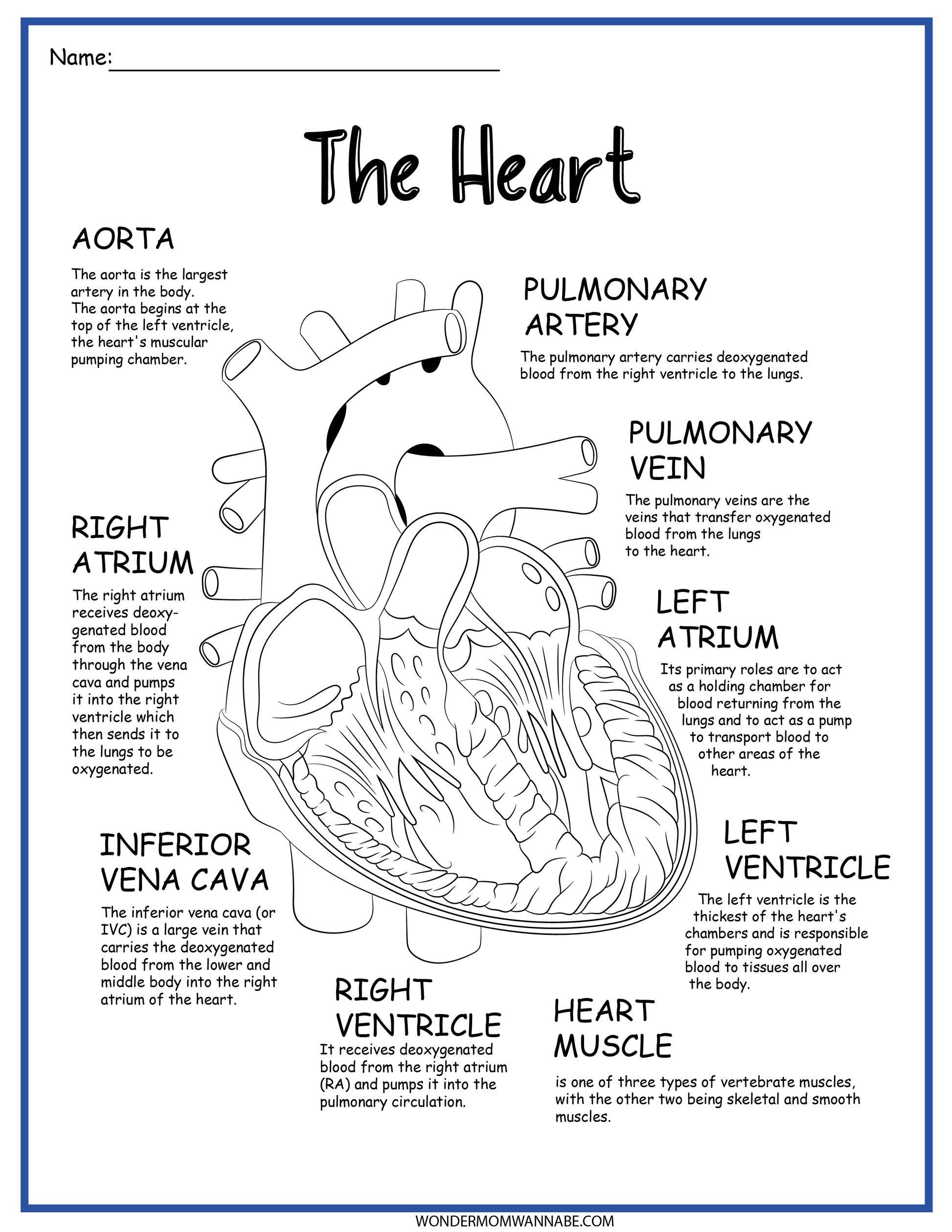 The Circulatory System Activity Set with the parts of the heart from Wondermom Shop.