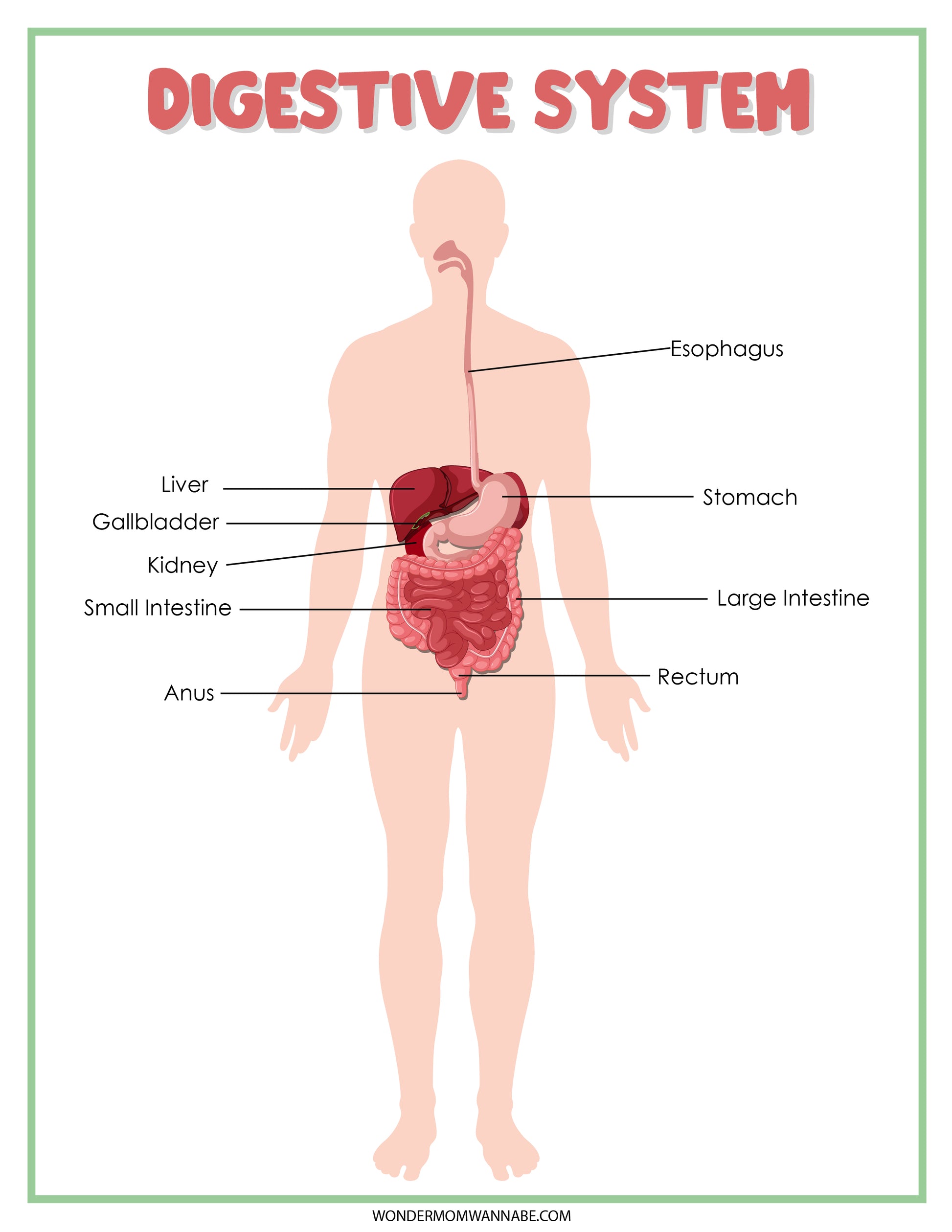 The Digestive System Activity Set by Wondermom Shop is an excellent educational tool for learning about the human digestive system, featuring labels for the esophagus, stomach, liver, gallbladder, kidney, small intestine, large intestine, rectum, and anus.