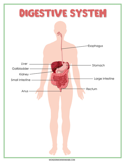 The Digestive System Activity Set by Wondermom Shop is an excellent educational tool for learning about the human digestive system, featuring labels for the esophagus, stomach, liver, gallbladder, kidney, small intestine, large intestine, rectum, and anus.