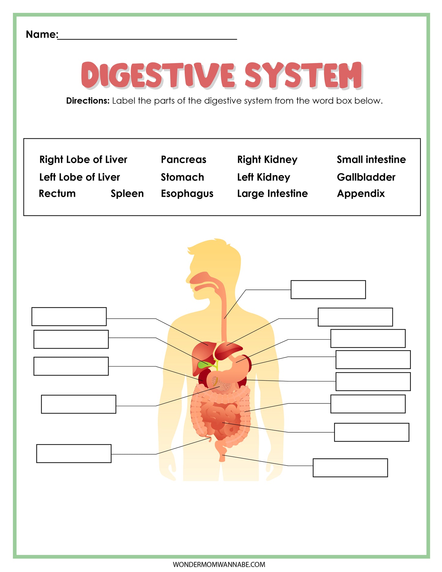 Introducing the Wondermom Shop Digestive System Activity Set—an educational tool designed to make learning interactive and enjoyable. This set features a detailed illustration of the human digestive system with blank labels for filling in parts such as the liver, stomach, intestines, and kidneys.