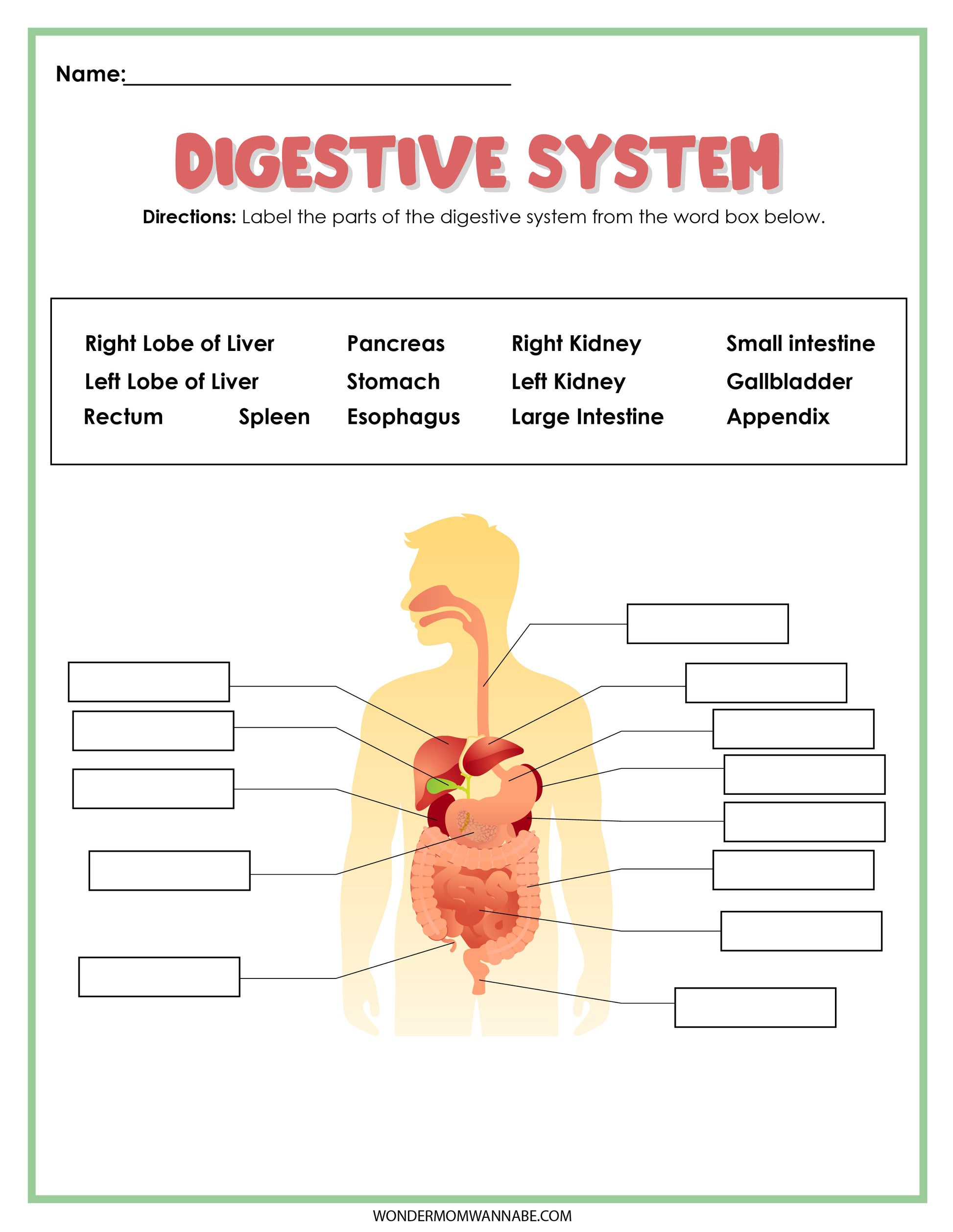 Introducing the Wondermom Shop Digestive System Activity Set—an educational tool designed to make learning interactive and enjoyable. This set features a detailed illustration of the human digestive system with blank labels for filling in parts such as the liver, stomach, intestines, and kidneys.