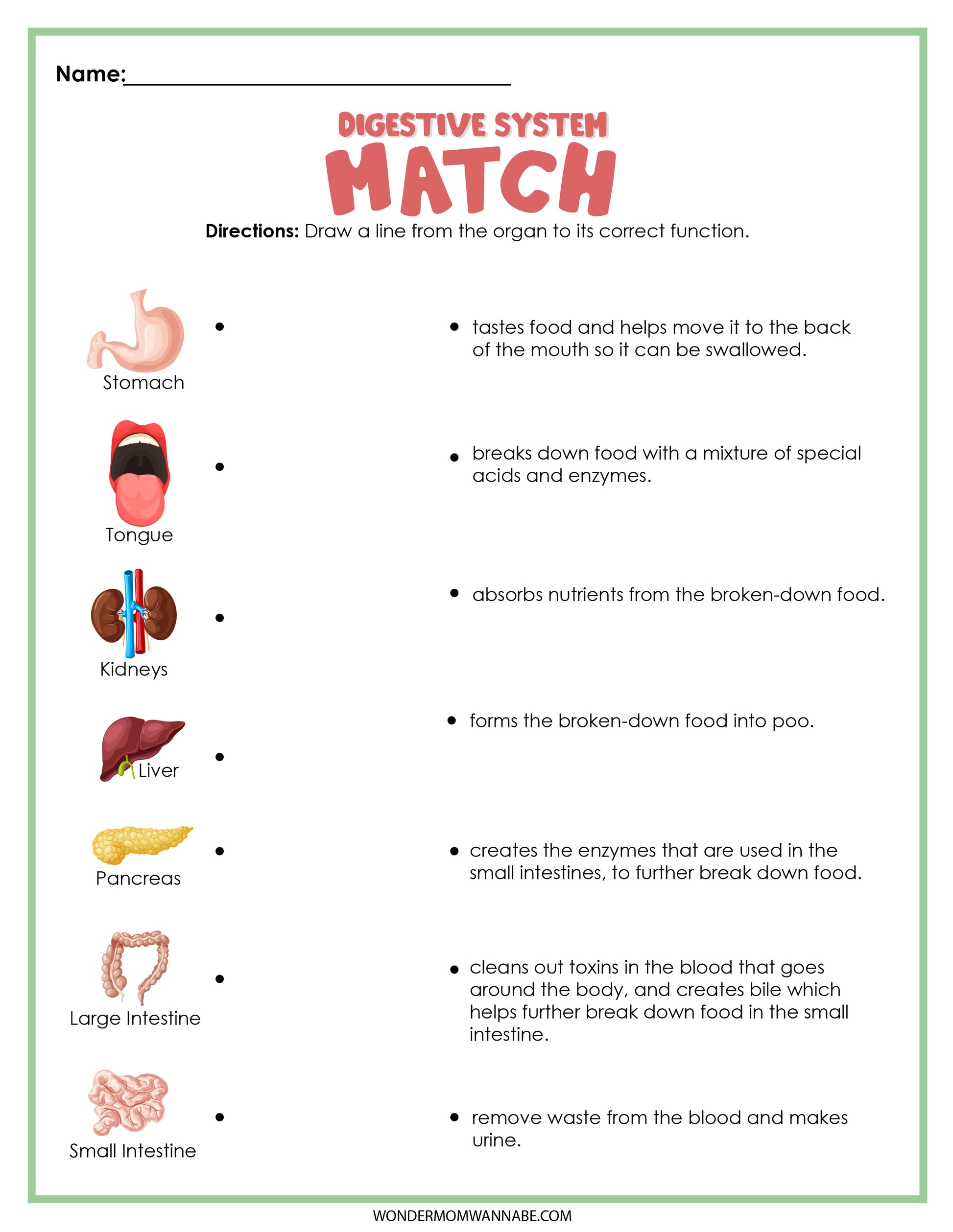 Discover the Digestive System Activity Set by Wondermom Shop, which includes a comprehensive diagram of digestive system organs. Dive into an engaging matching activity designed to help you learn the functions of the stomach, tongue, kidneys, liver, pancreas, large intestine, and small intestine.