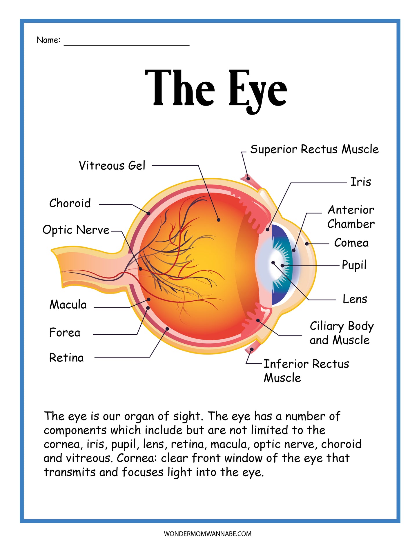 Check out the Human Eye Activity Set by Wondermom Shop. It features a labeled diagram of the human eye, highlighting parts such as the cornea, iris, pupil, lens, retina, macula, optic nerve, and vitreous gel. Perfect for educational activities or as a digital product to enhance your understanding of its structure and function.