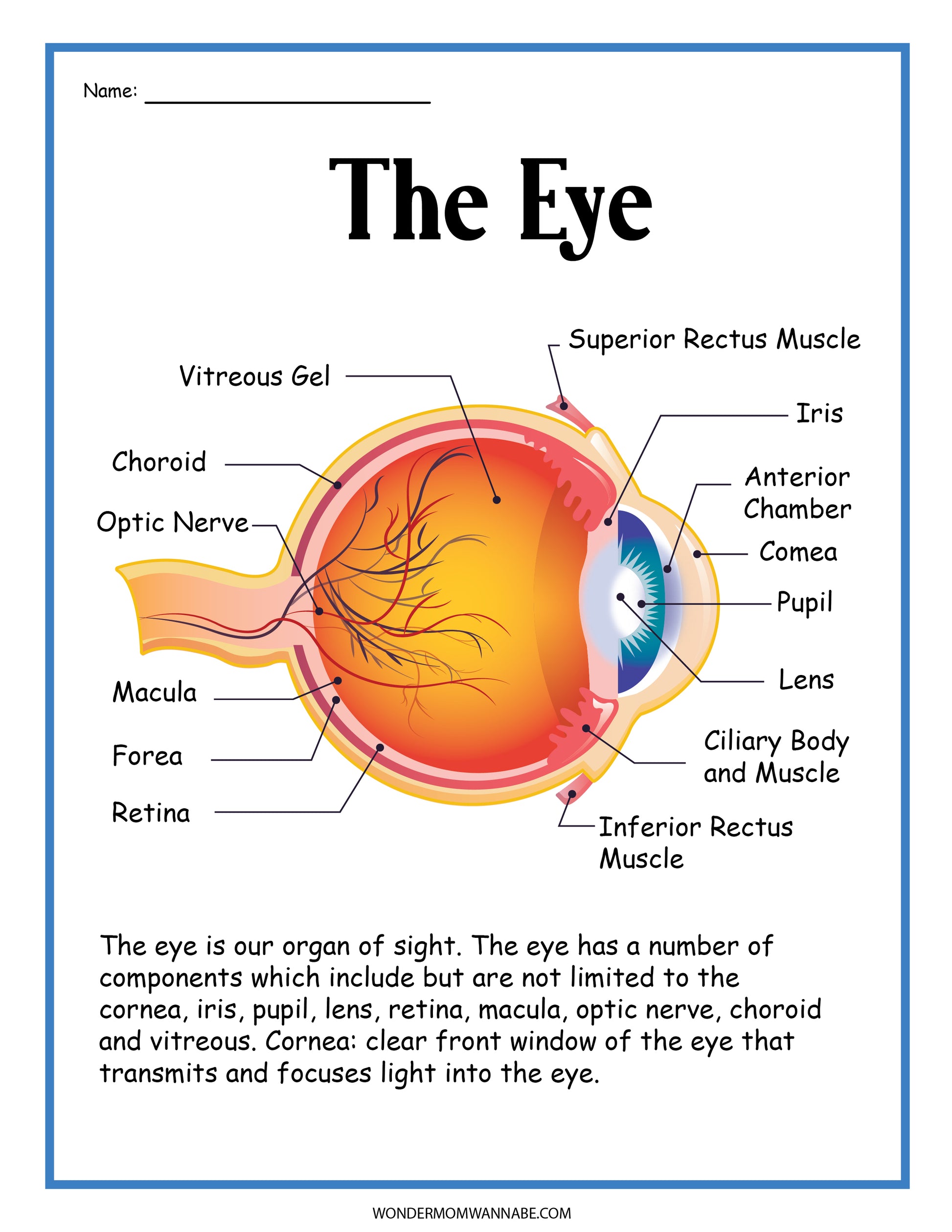 Check out the Human Eye Activity Set by Wondermom Shop. It features a labeled diagram of the human eye, highlighting parts such as the cornea, iris, pupil, lens, retina, macula, optic nerve, and vitreous gel. Perfect for educational activities or as a digital product to enhance your understanding of its structure and function.