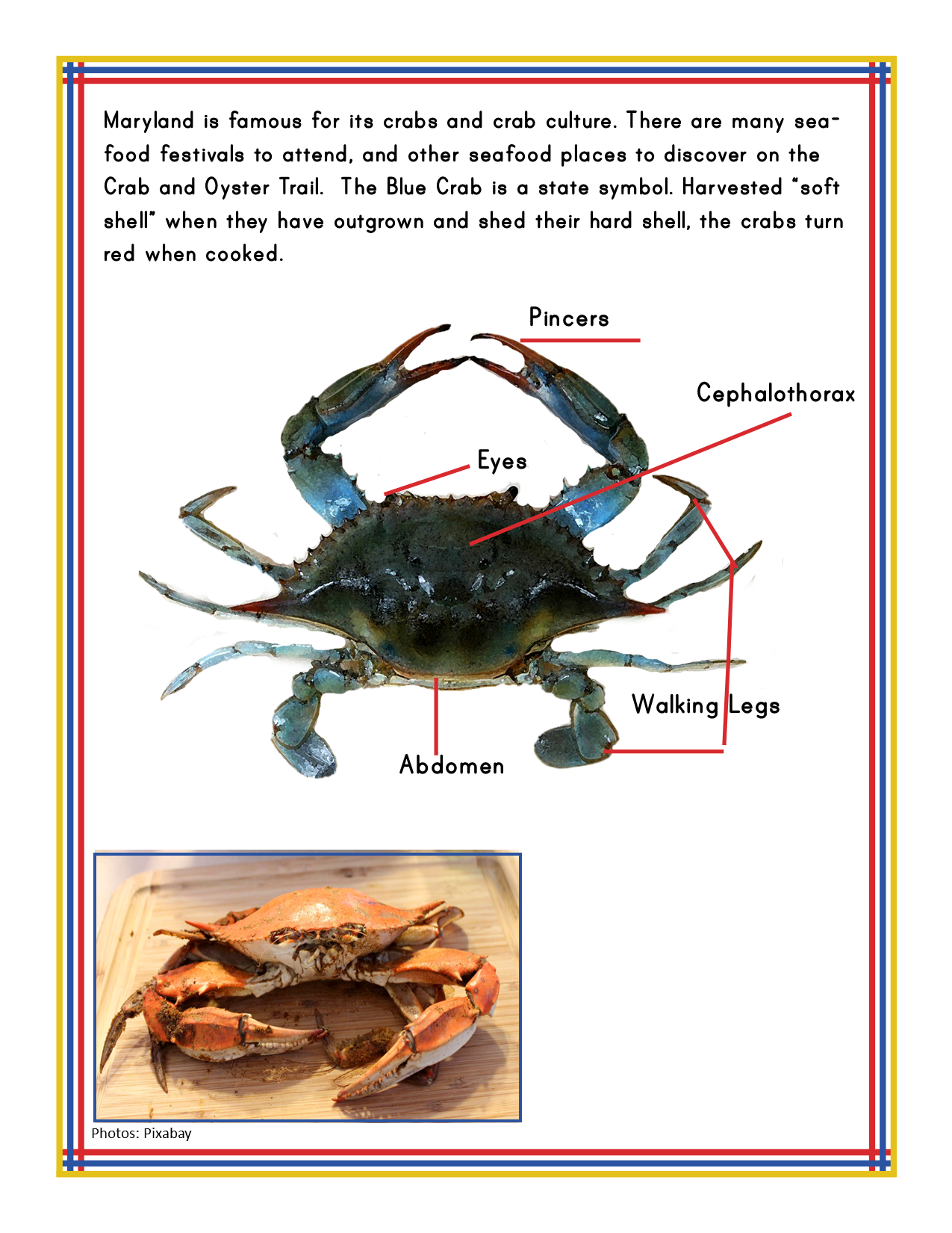 Explore the Wondermom Shop's Maryland Travel Guide and Activity Kit for Kids: a detailed page featuring a labeled diagram of a blue crab with its pincers, eyes, cephalothorax, walking legs, and abdomen. The inset image showcases a cooked crab. Accompanying text delves into Maryland's renowned crabs and rich crab culture. This makes it ideal as part of a printable activity kit or a travel guide highlighting Maryland state information.