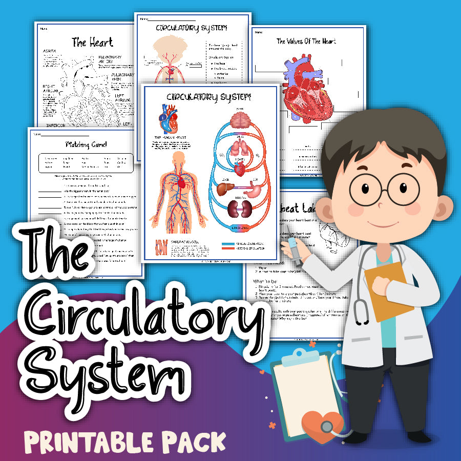 The Wondermom Shop Circulatory System Activity Set