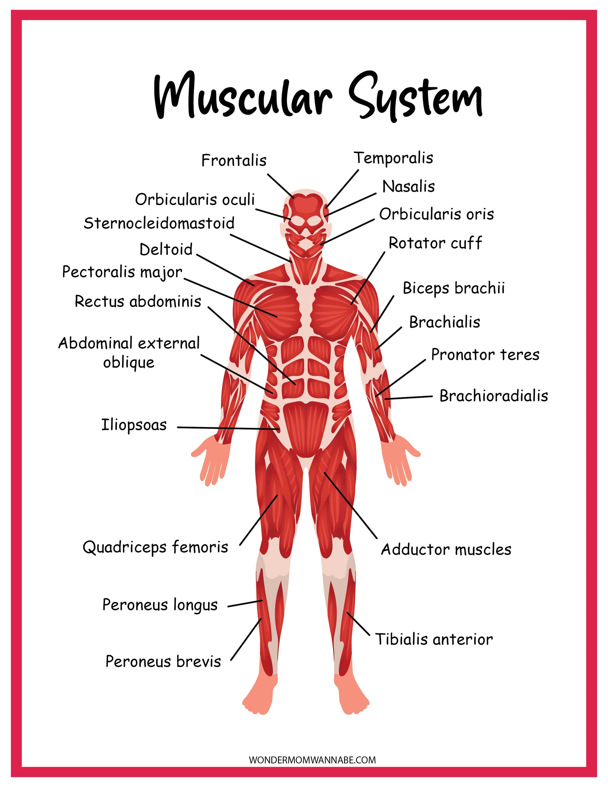 Diagram of the human muscular system, featuring labeled muscles such as frontalis, deltoid, biceps brachii, rectus abdominis, quadriceps femoris, and tibialis anterior. Perfect for educational activities and part of the comprehensive Muscular System Activity Set by Wondermom Shop.
