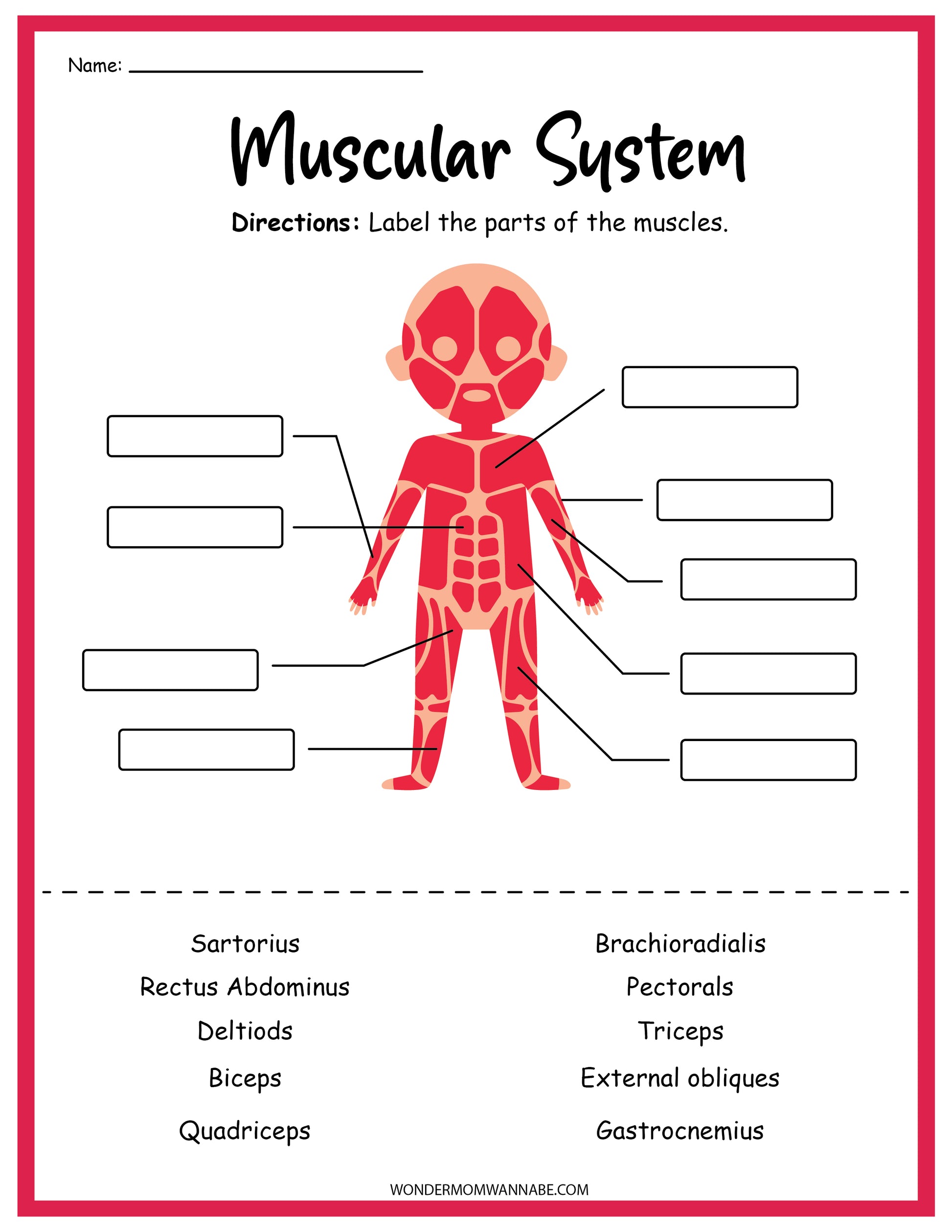 The Wondermom Shop's Muscular System Activity Set features a diagram of the human muscular system for labeling, showcasing a cartoon figure with blank labels pointing to various muscle groups. This set includes a list of muscle names provided below the figure, making it perfect for educational activities.