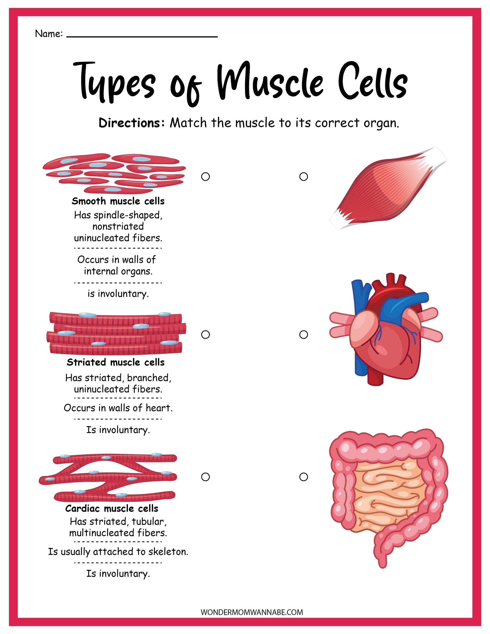 An educational worksheet titled "Types of Muscle Cells" from the Muscular System Activity Set by Wondermom Shop features descriptions and images of muscle cells (smooth, striated, cardiac) along with images of corresponding organs (internal organs, heart, skeleton) for a matching activity. This exercise is designed to enhance understanding of the human muscular system.