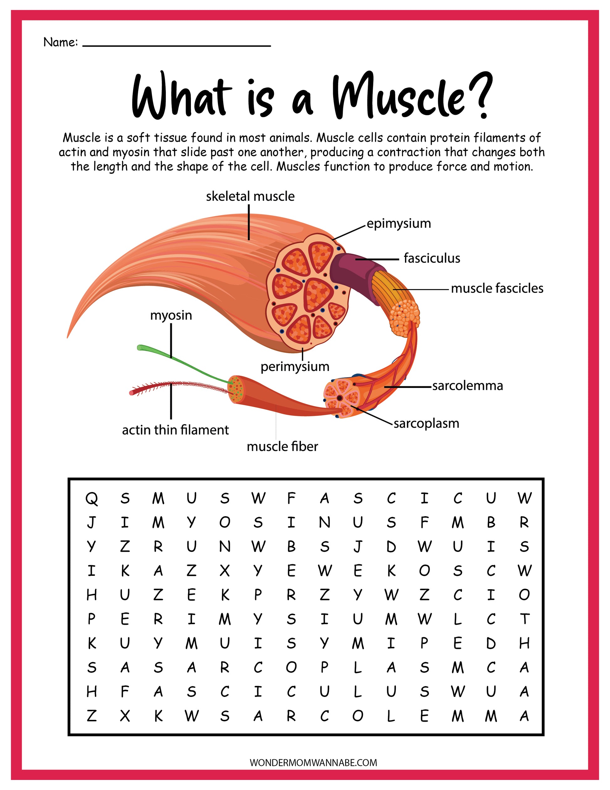 The Muscular System Activity Set by Wondermom Shop is an educational digital product that includes a labeled muscle diagram and a word search puzzle related to muscle terminology at the bottom. Perfect for learning about the muscular system, this engaging activity set makes studying fun and interactive.
