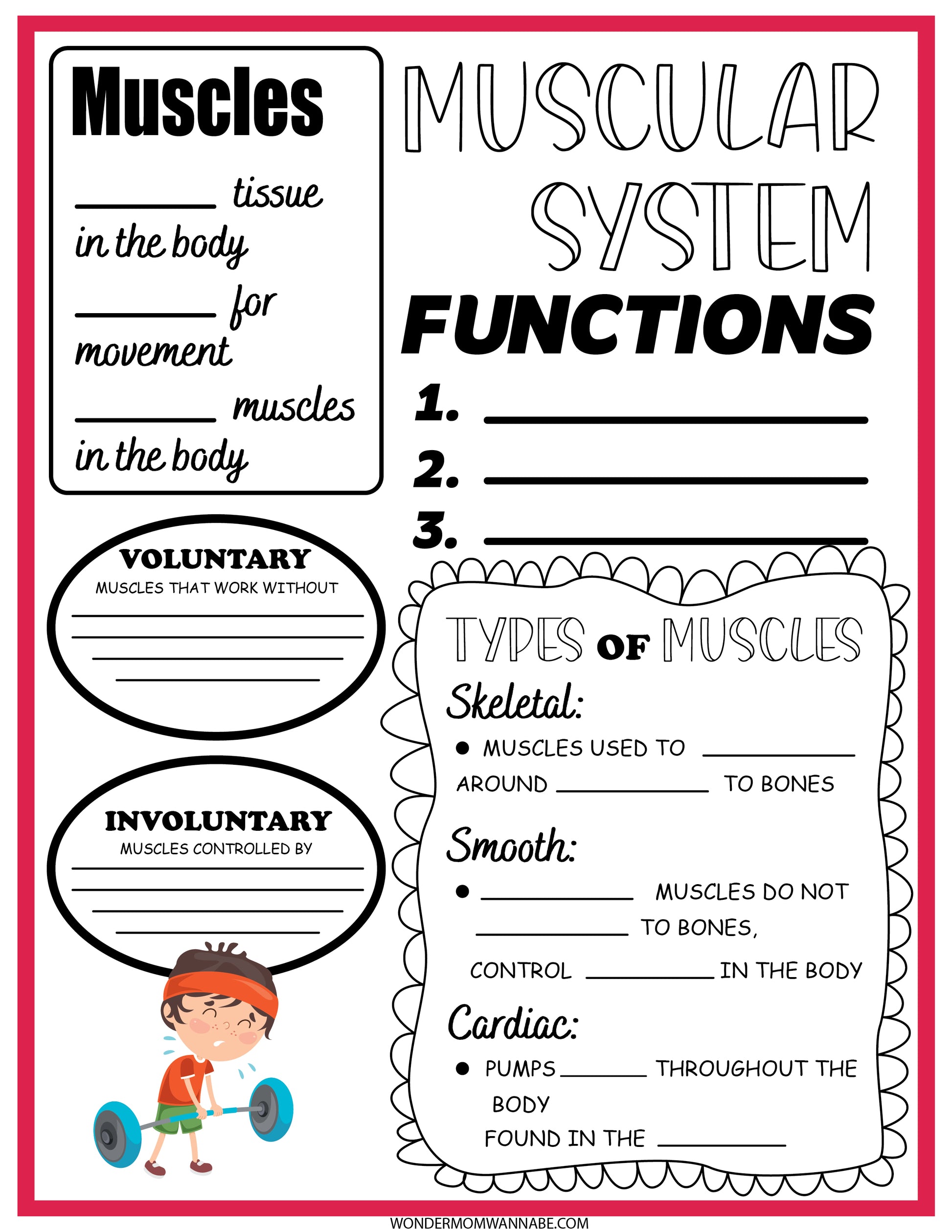 An engaging "Muscular System Activity Set" from Wondermom Shop, featuring an educational poster titled "Muscular System" that includes sections on muscle functions, types of muscles, and voluntary vs. involuntary muscles, complete with illustrations and fill-in-the-blank areas.
