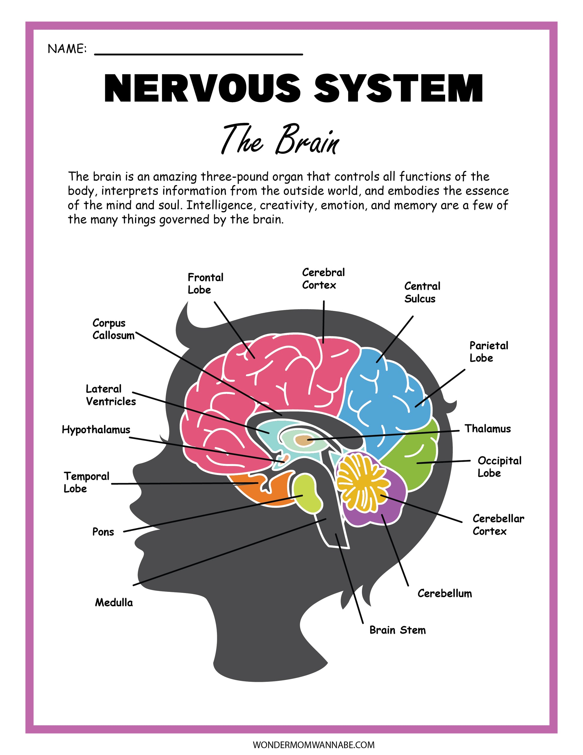The Wondermom Shop Nervous System Activity Set features a diagram of a human brain labeled with parts like the frontal lobe, cerebellum, and brain stem within a silhouetted head for educational purposes.