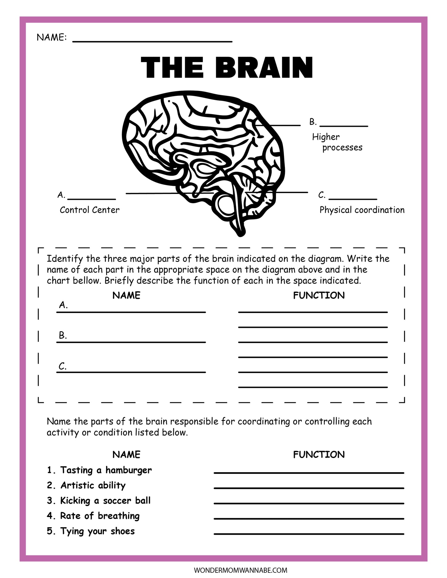 The Nervous System Activity Set by Wondermom Shop includes a brain diagram worksheet ideal for educational tasks, featuring labeled sections A, B, and C. Students can identify and describe nervous system functions while matching brain parts to activities such as tasting and artistic ability.