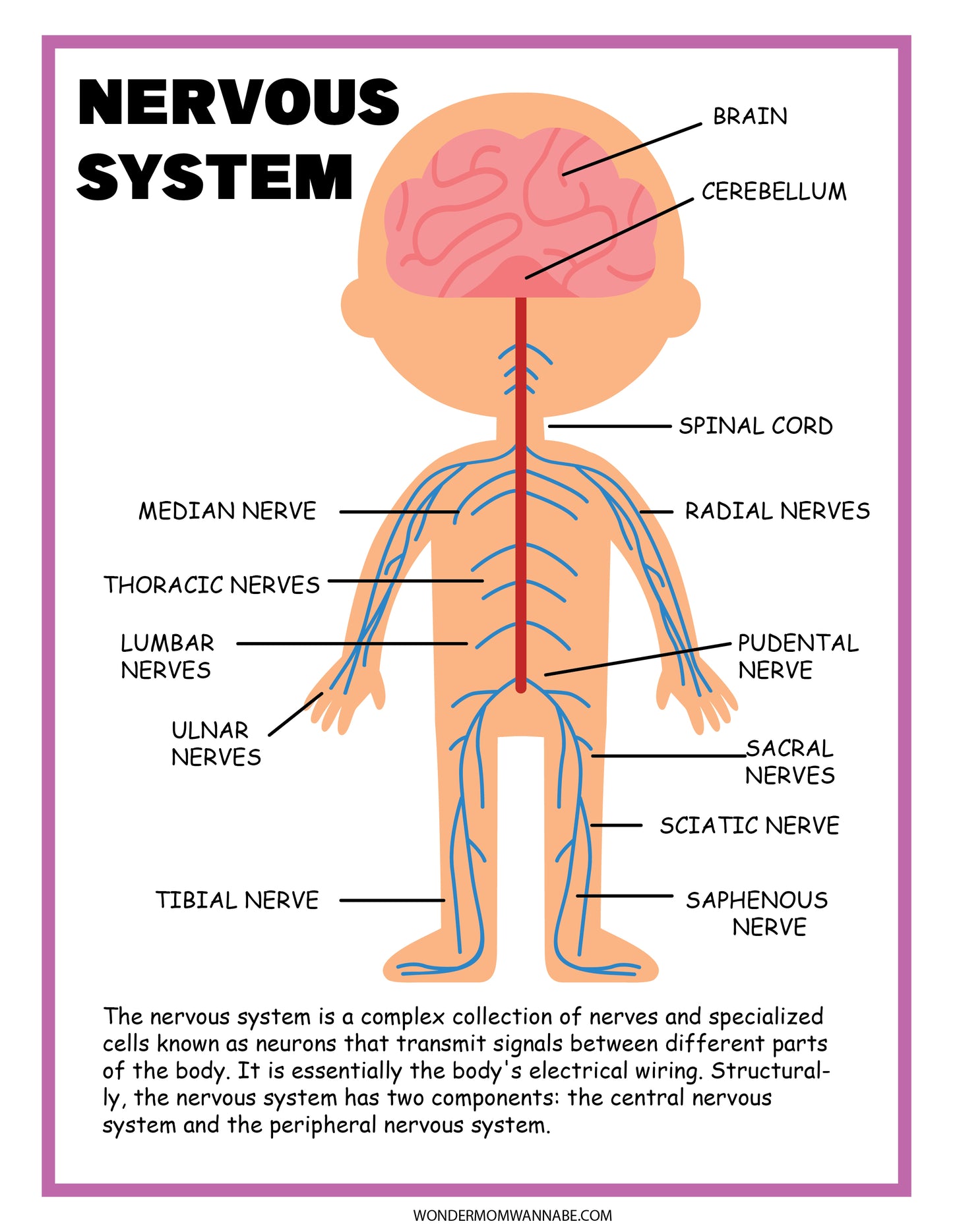 Discover the Nervous System Activity Set by Wondermom Shop, which offers an educational brain diagram detailing the human nervous system. It includes labeled parts like the cerebellum, spinal cord, and median, radial, and sciatic nerves with text explaining each component’s function.