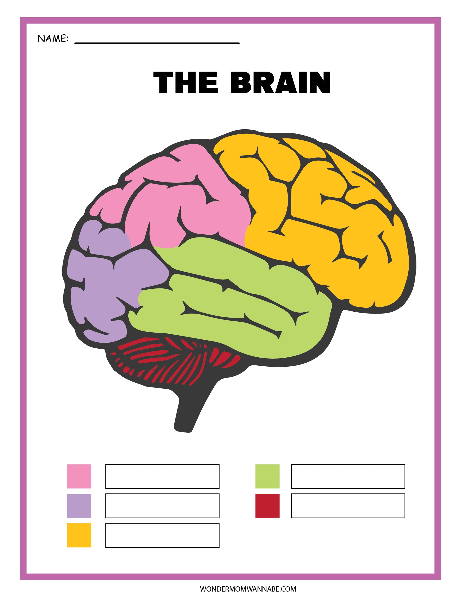 The Nervous System Activity Set by Wondermom Shop includes a brain diagram with colored sections, blank spaces, and a key for labeling section names. This educational tool offers an engaging way to explore the complexities of the nervous system.