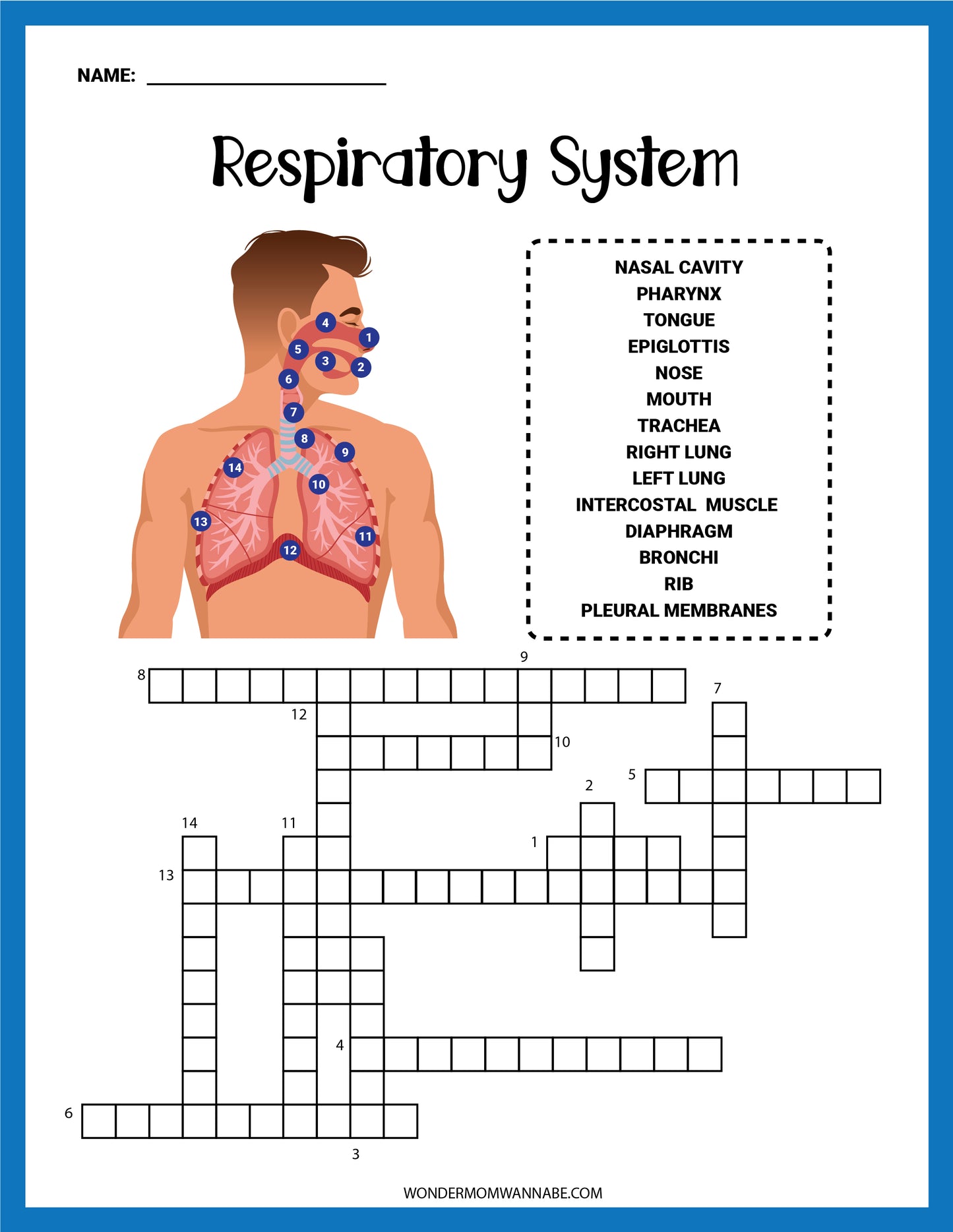 Wondermom Shop's Respiratory System Activity Set presents an engaging educational experience with an anatomical diagram of the respiratory system skillfully overlaid on a crossword puzzle.