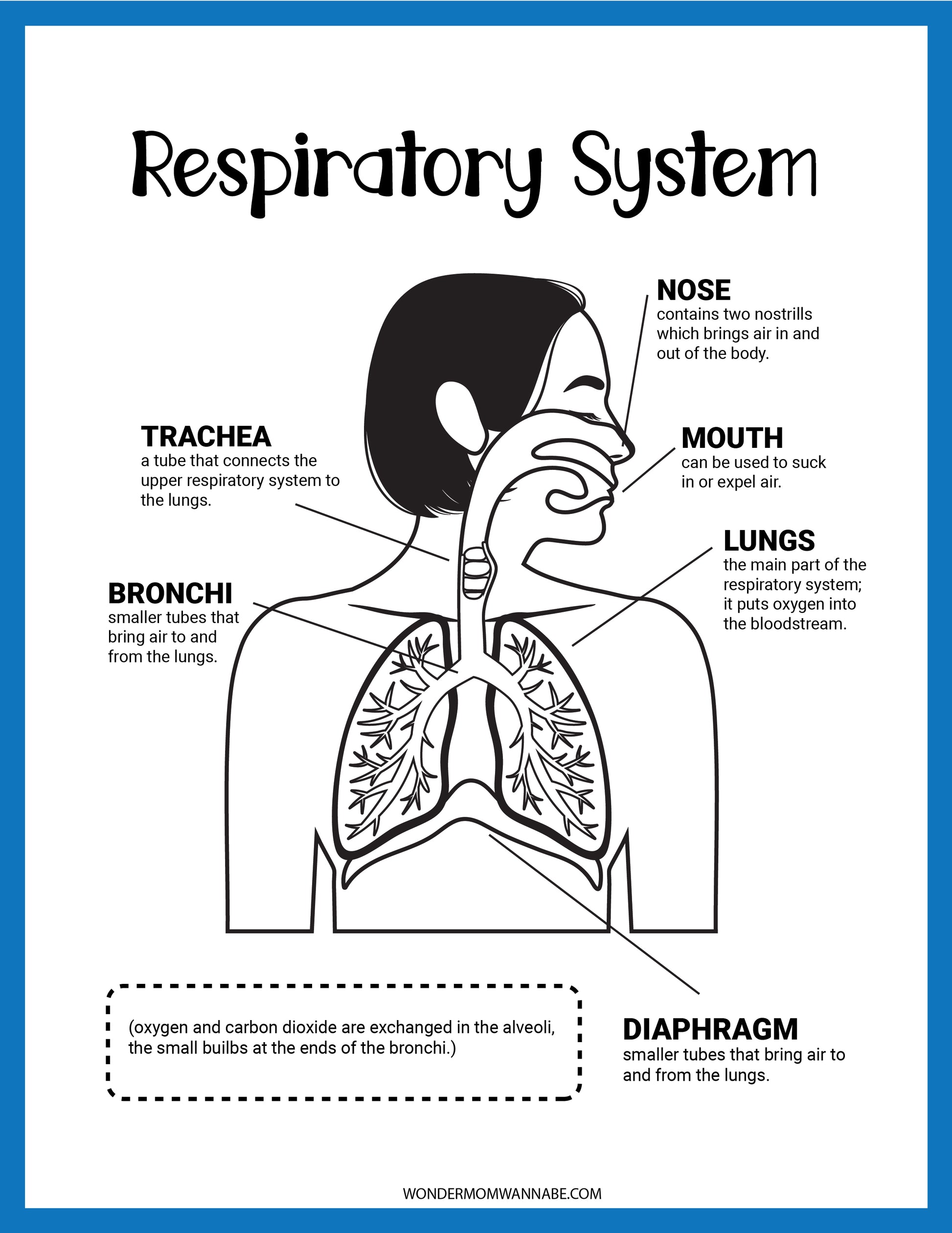 Discover this educational diagram with the Wondermom Shop's Respiratory System Activity Set, which emphasizes the nose, mouth, trachea, bronchi, lungs, and diaphragm. Dive into activity sets that detail each part's function for a thorough learning journey.