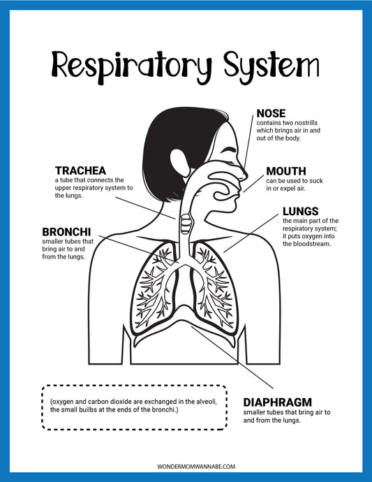 Discover this educational diagram with the Wondermom Shop's Respiratory System Activity Set, which emphasizes the nose, mouth, trachea, bronchi, lungs, and diaphragm. Dive into activity sets that detail each part's function for a thorough learning journey.
