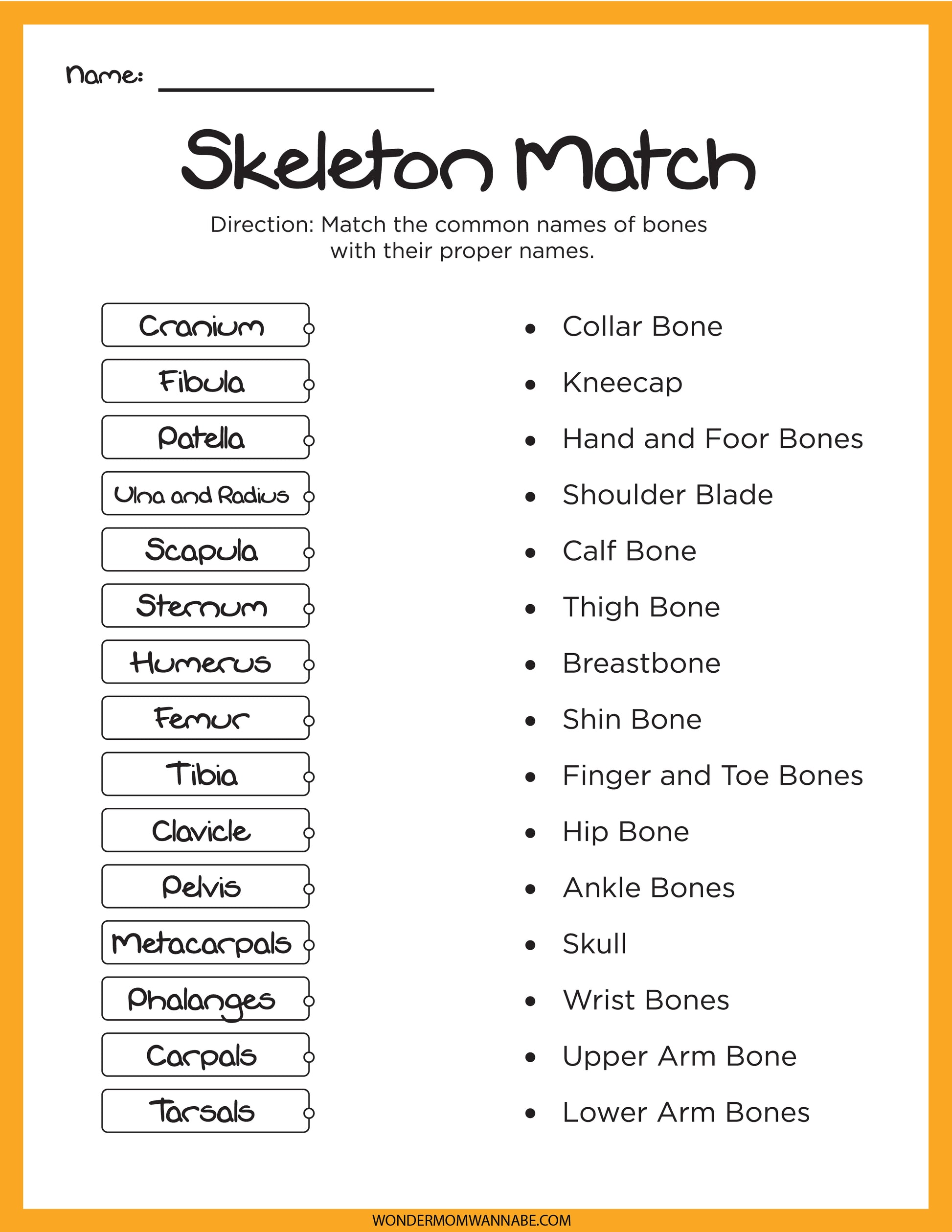 The Skeletal System Activity Set by Wondermom Shop is an engaging educational tool that includes a bone matching worksheet, allowing learners to connect common bone names on the left with their counterparts on the right, enhancing their understanding of the skeletal system.