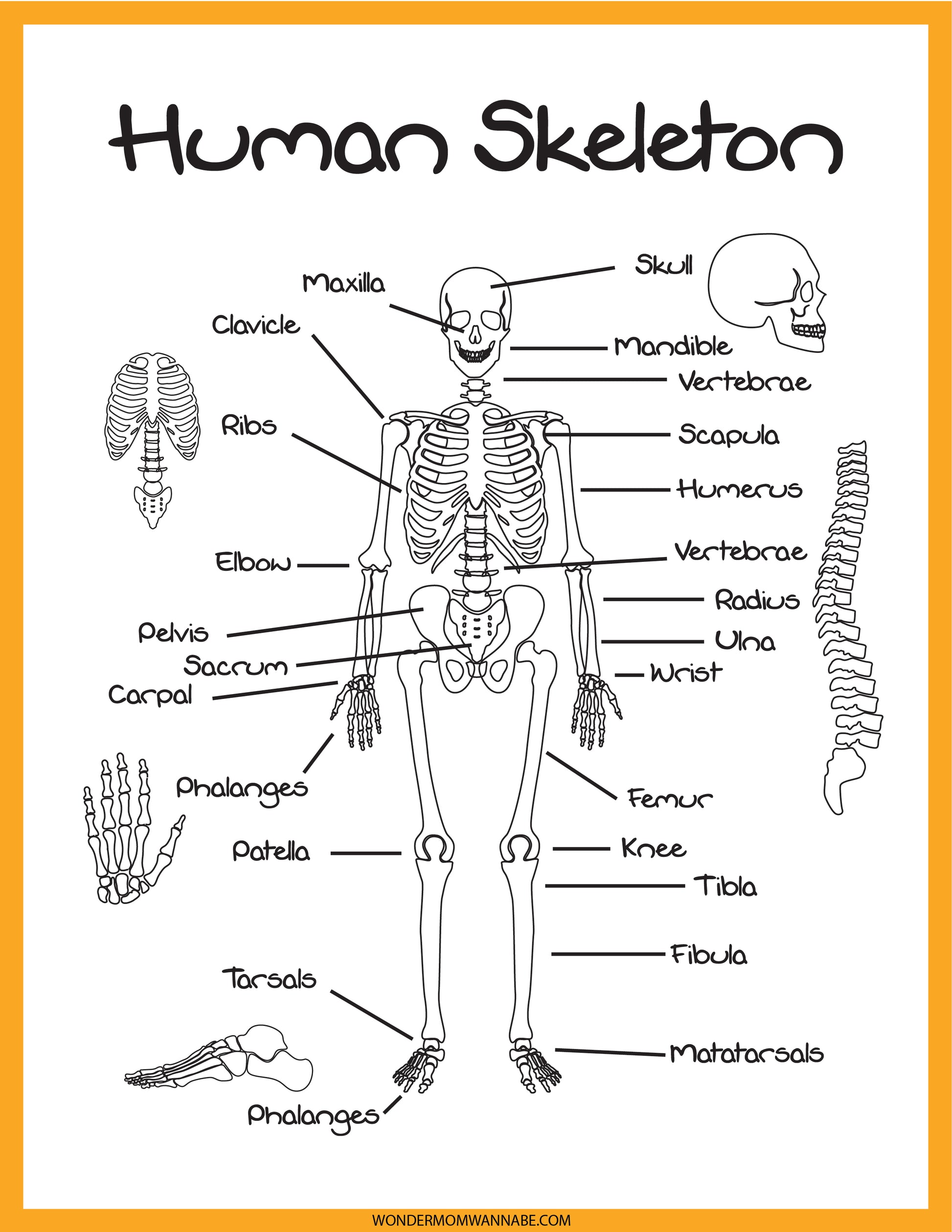 Explore the Skeletal System Activity Set by Wondermom Shop, featuring a detailed diagram of a labeled human skeleton. Highlight important bones such as the skull, clavicle, ribs, pelvis, femur, tibia, and phalanges. Additionally, this educational activity includes a side view of the spine to deepen your understanding of the skeletal system.