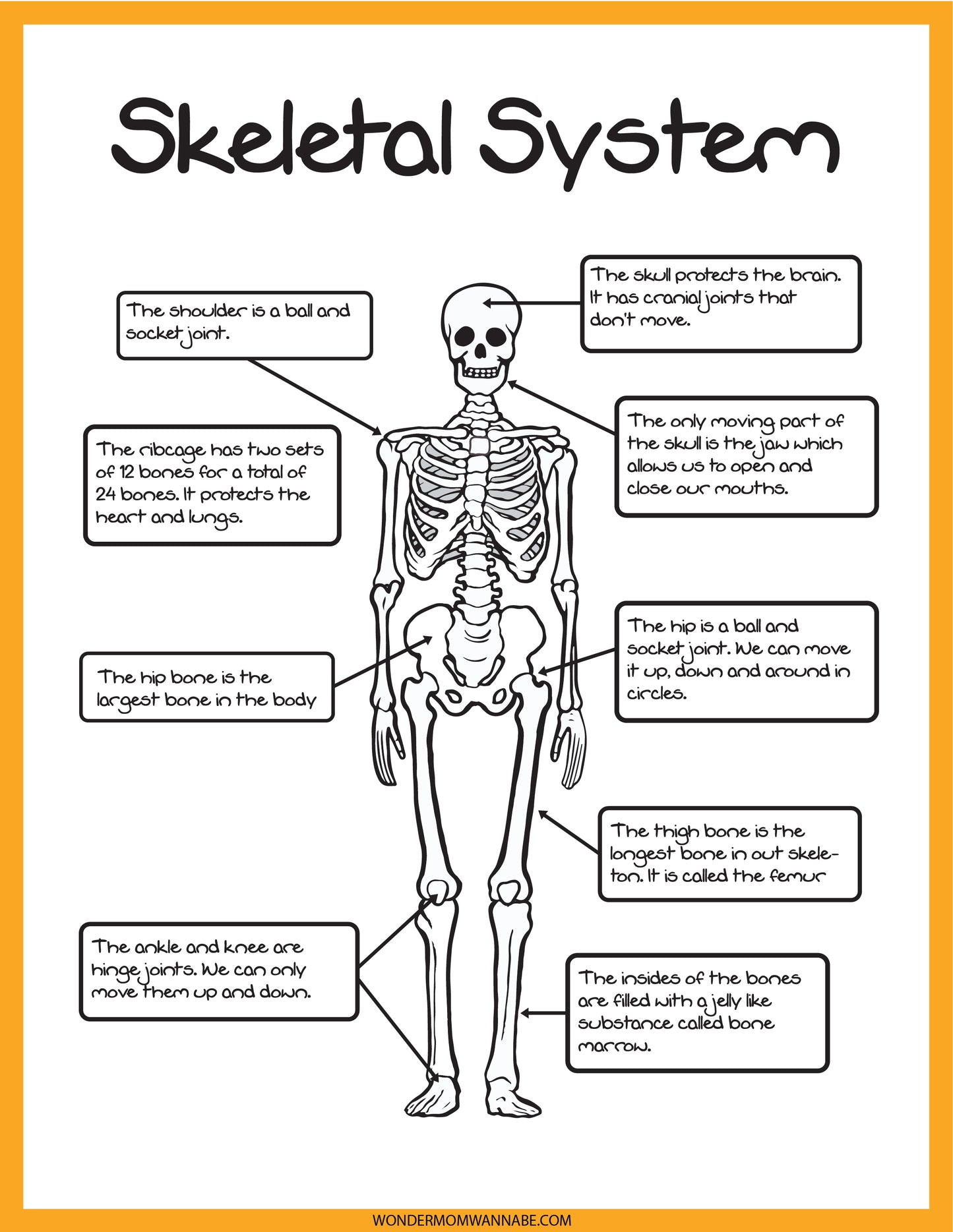 Explore the fascinating anatomy of the human skeletal system with the Wondermom Shop's Skeletal System Activity Set. This engaging educational tool features a detailed diagram with labeled parts such as the skull, shoulder, ribcage, spine, hip, thigh bone, ankle, and knees, emphasizing their functions and connections.