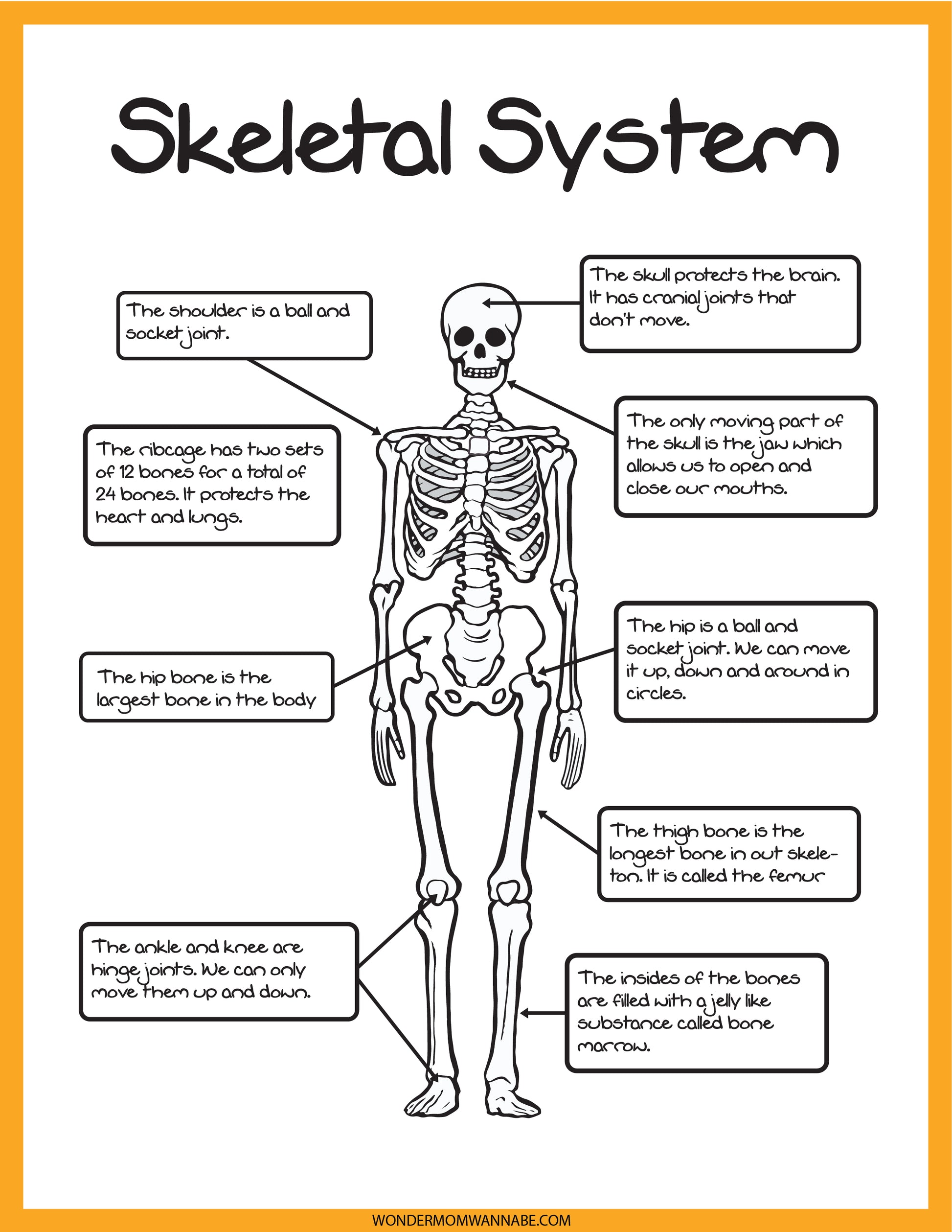 Explore the fascinating anatomy of the human skeletal system with the Wondermom Shop's Skeletal System Activity Set. This engaging educational tool features a detailed diagram with labeled parts such as the skull, shoulder, ribcage, spine, hip, thigh bone, ankle, and knees, emphasizing their functions and connections.