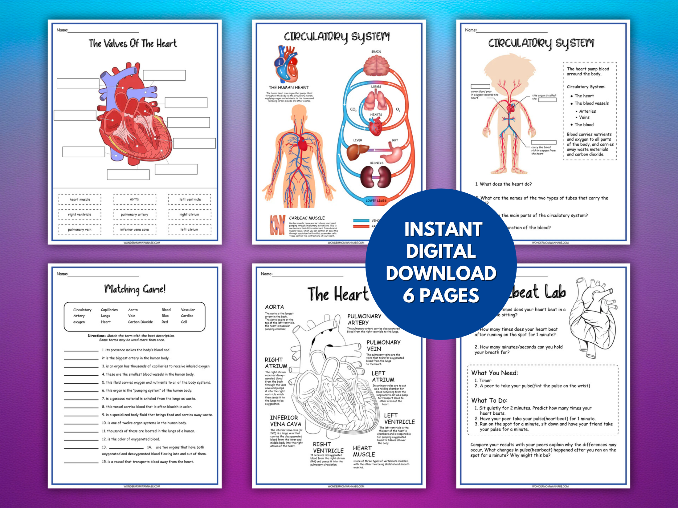Circulatory System Activity Set – Printable Heart Diagram, Word Scramb ...