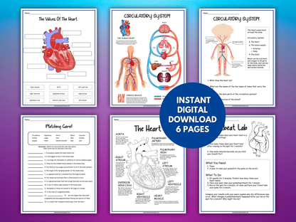 Circulatory System Activity Set – Printable Heart Diagram, Word Scrambles, Blood Flow Activities & More