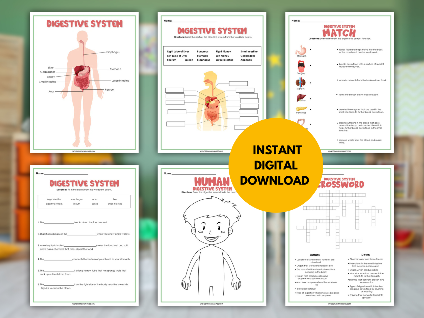 Digestive System Activity Set – Printable Digestive Diagram, Word Sear ...