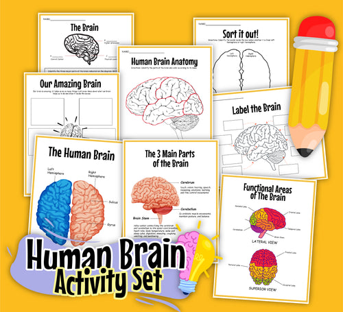 The Human Brain Activity Set from Wondermom Shop is an educational tool dedicated to exploring the human brain. It includes interactive worksheets on brain anatomy, function, and parts, all illustrated with images, labeled diagrams, and a prominent pencil graphic in the corner.