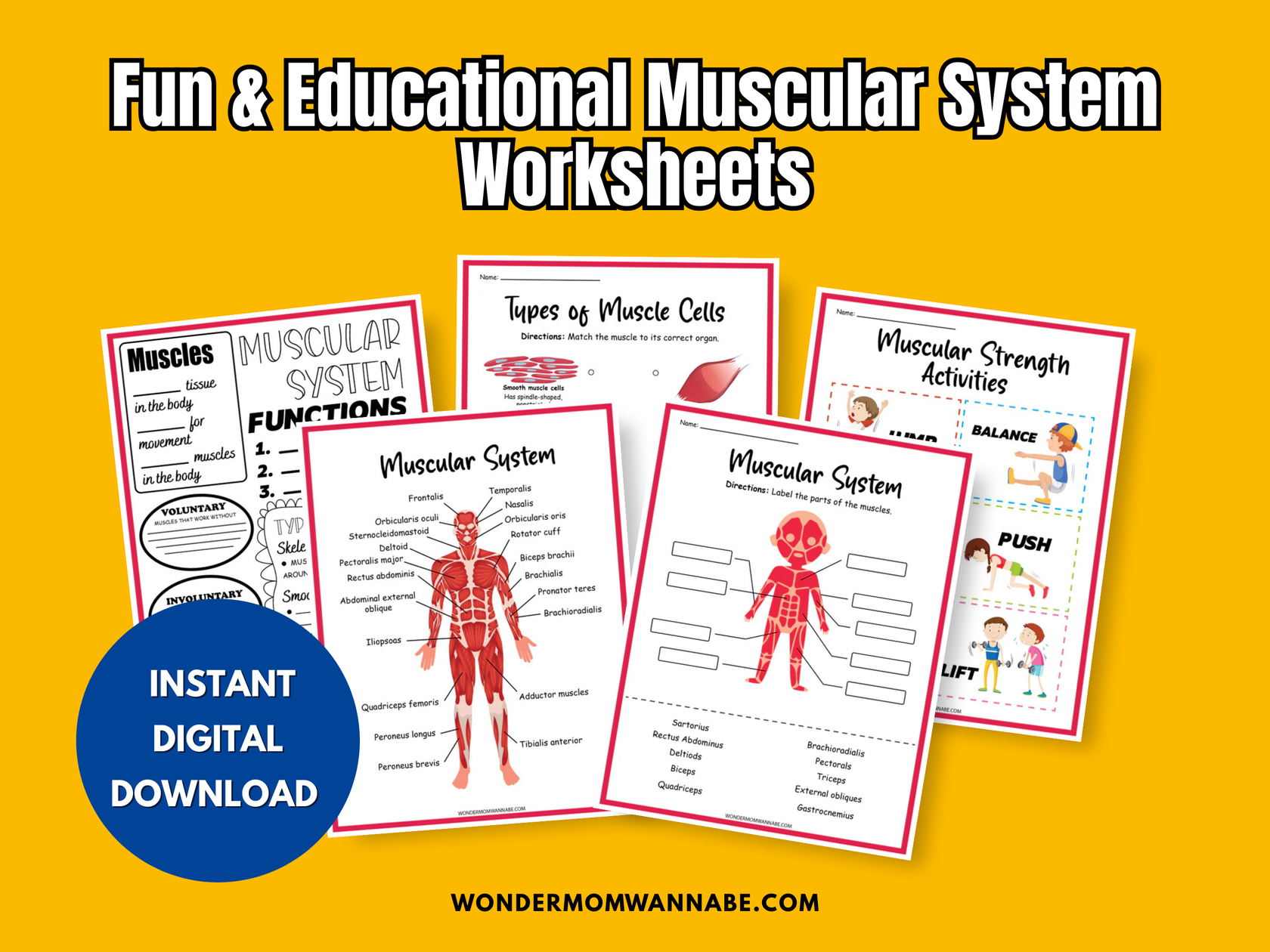 Muscular System Activity Set – Printable Muscle Diagram, Word Search ...