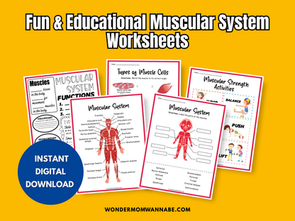 Preview of multiple muscular system worksheets with diagrams and activities.