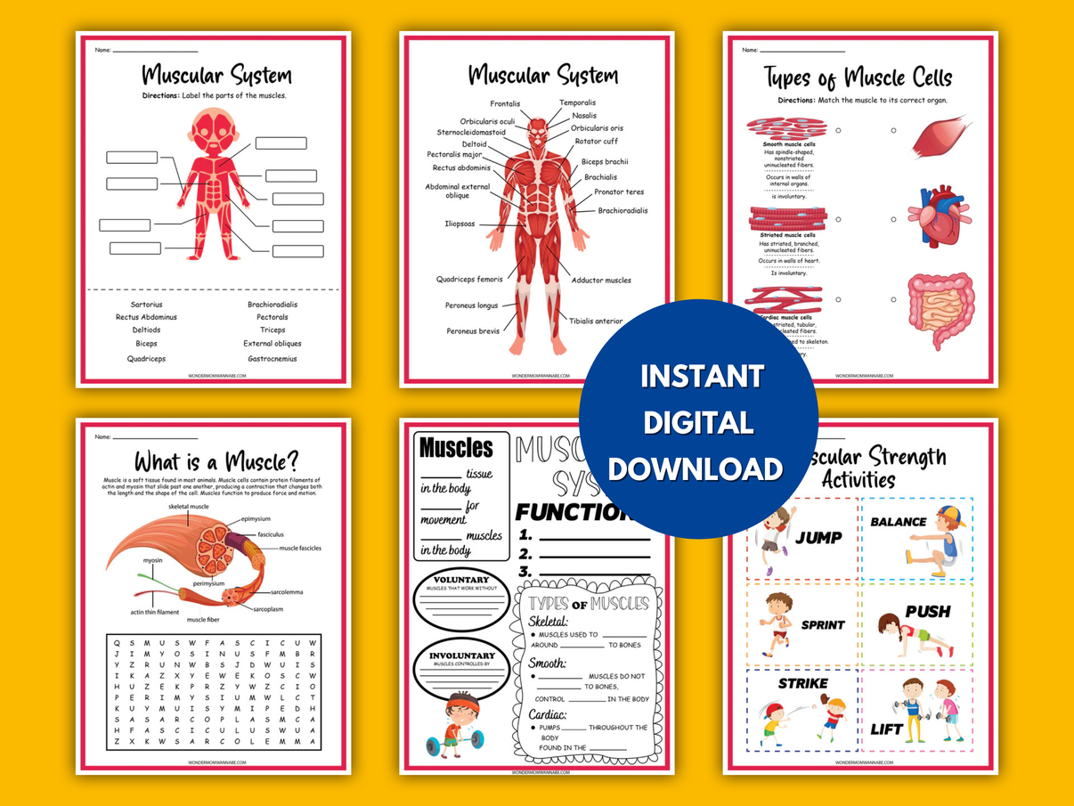 Muscular System Activity Set – Printable Muscle Diagram, Word Search ...