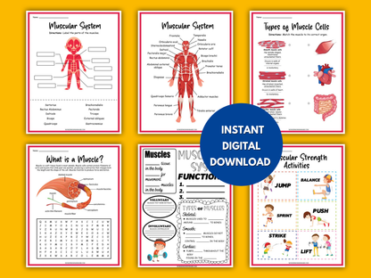 Muscular system worksheets shown on a yellow background with an instant download label.
