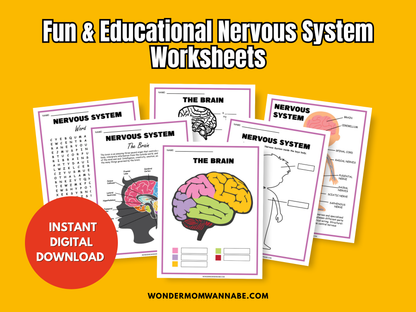 Nervous System Activity Set – Printable Brain Diagram, Word Search, Nerve Function Activities & More