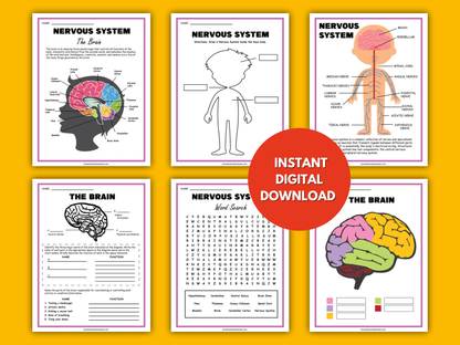 Nervous System Activity Set – Printable Brain Diagram, Word Search, Nerve Function Activities & More