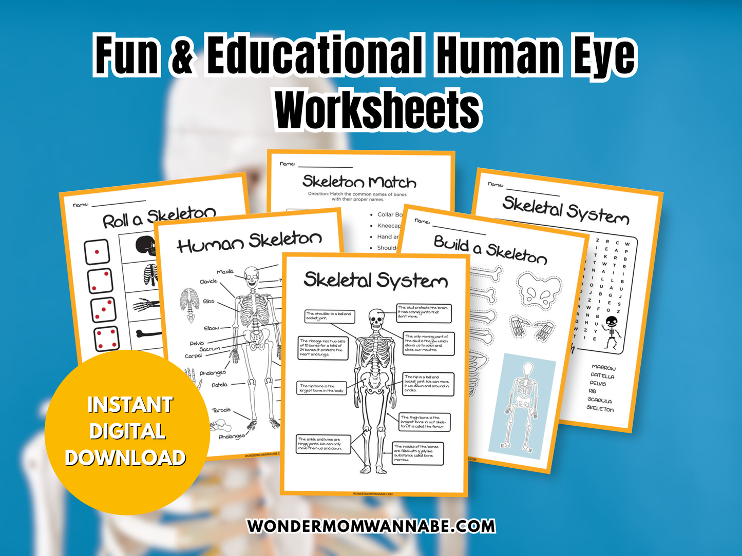 Skeletal System Activity Set