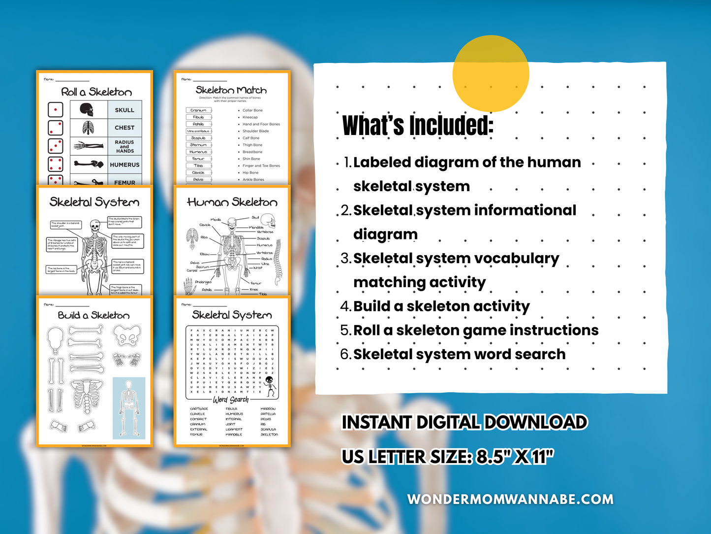 Skeletal System Activity Set