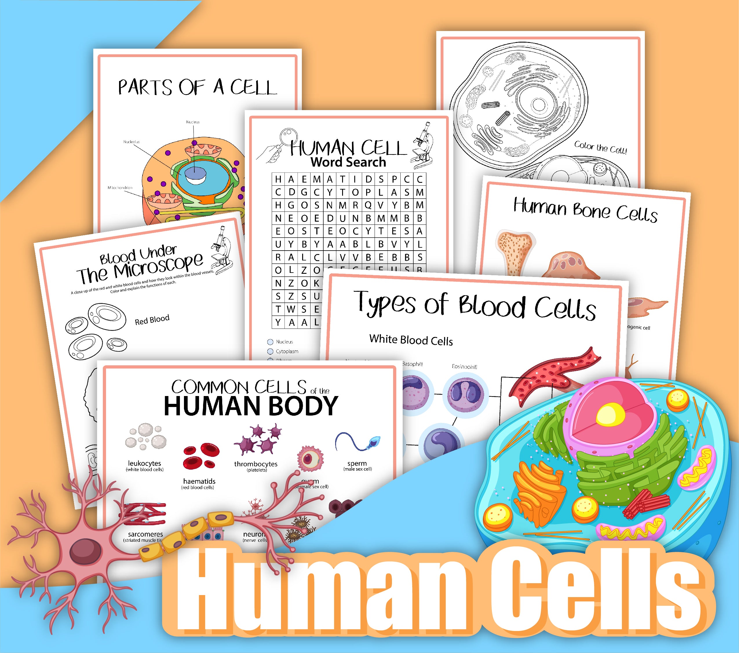 Human Cells Activity Set – Wondermom Shop