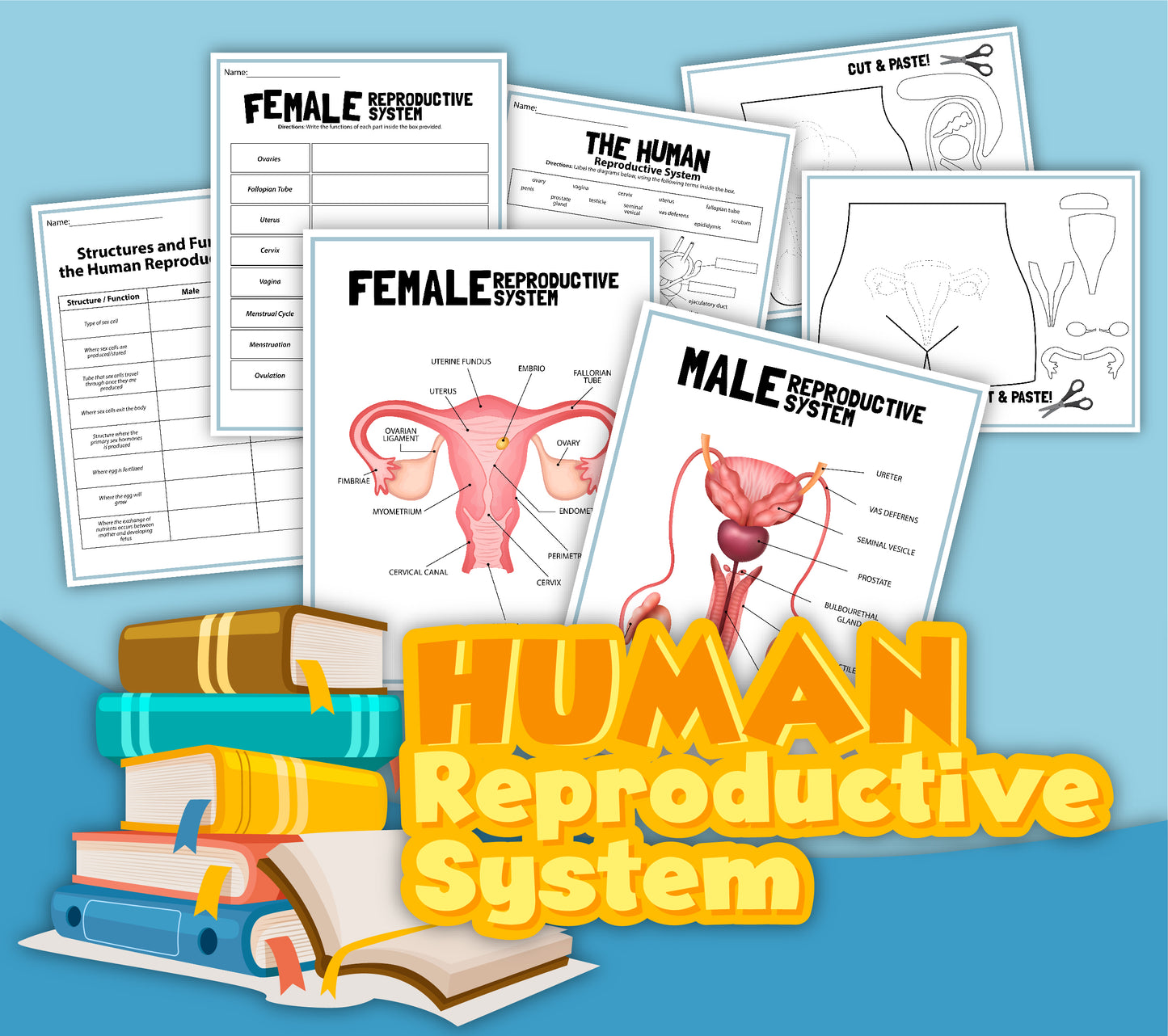 A collage of interactive worksheets and anatomy diagrams from the "Human Reproductive System Activity Set" by Wondermom Shop, featuring a stack of books underneath and "Human Reproductive System" text in bold yellow letters at the bottom.
