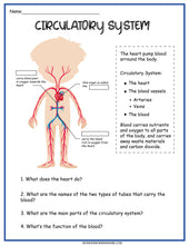 Load image into Gallery viewer, Wondermom Shop&#39;s Circulatory System Activity Set.
