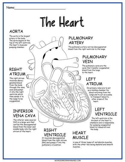 The Circulatory System Activity Set with the parts of the heart from Wondermom Shop.