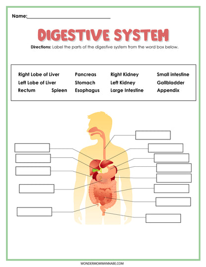Introducing the Wondermom Shop Digestive System Activity Set—an educational tool designed to make learning interactive and enjoyable. This set features a detailed illustration of the human digestive system with blank labels for filling in parts such as the liver, stomach, intestines, and kidneys.