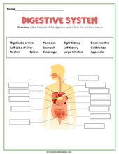 Load image into Gallery viewer, Digestive System Activity Set
